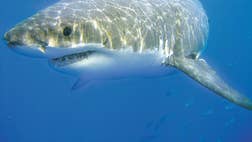 Air patrols are circling over Cape Cod Thursday to track at least nine great white sharks that are swarming around the popular Massachusetts beaches.